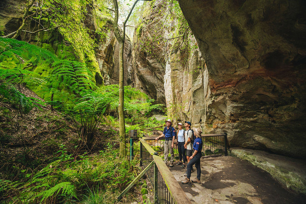 Ward's Canyon, Carnarvon Gorge