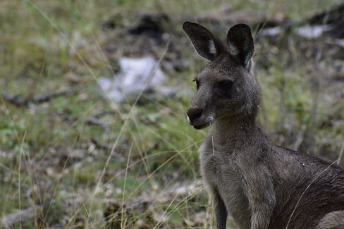 Kangaroo