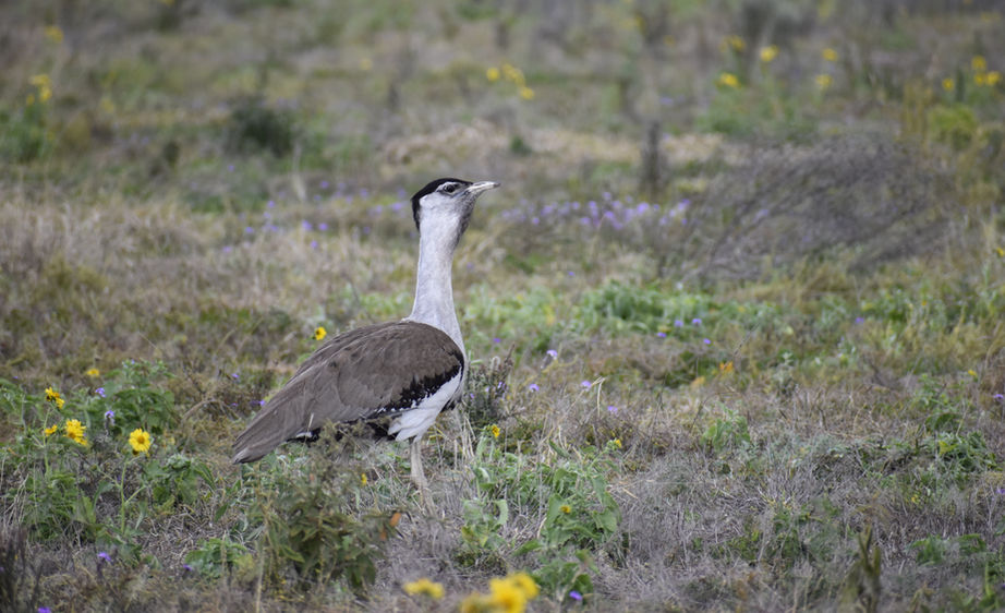 Bustard.JPG