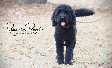 Rainmaker Ranch Labradoodle breeder