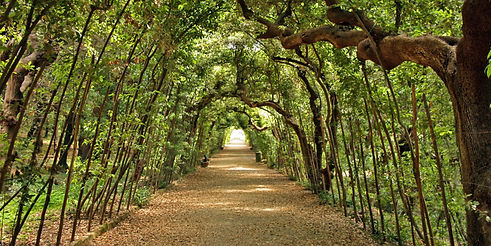 A long path in the "Boboli garden" park is lined with tall trees and plants, forming an archway that creates beautiful shadows on both sides of it. The ground beneath these tree branches can be seen covered by leaves or fallen petals from different types of flowers. At one end of the tunnel there's another entrance leading to more greenery.