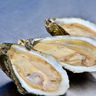 wholesale oysters