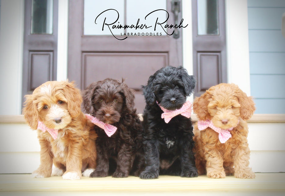 rainmaker ranch labradoodles North Carolina