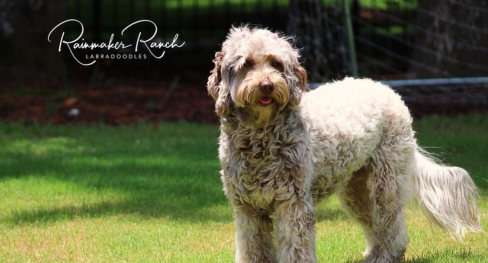 Rainmaker Ranch Labradoodles