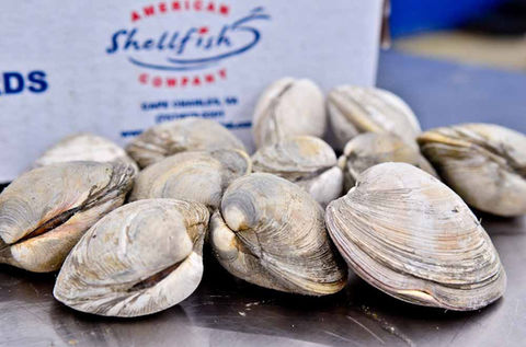 wholesale clams