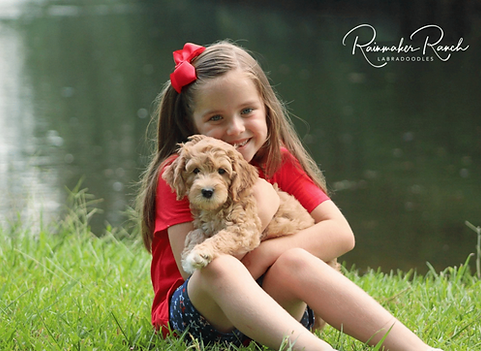 registered labradoodle puppies near me