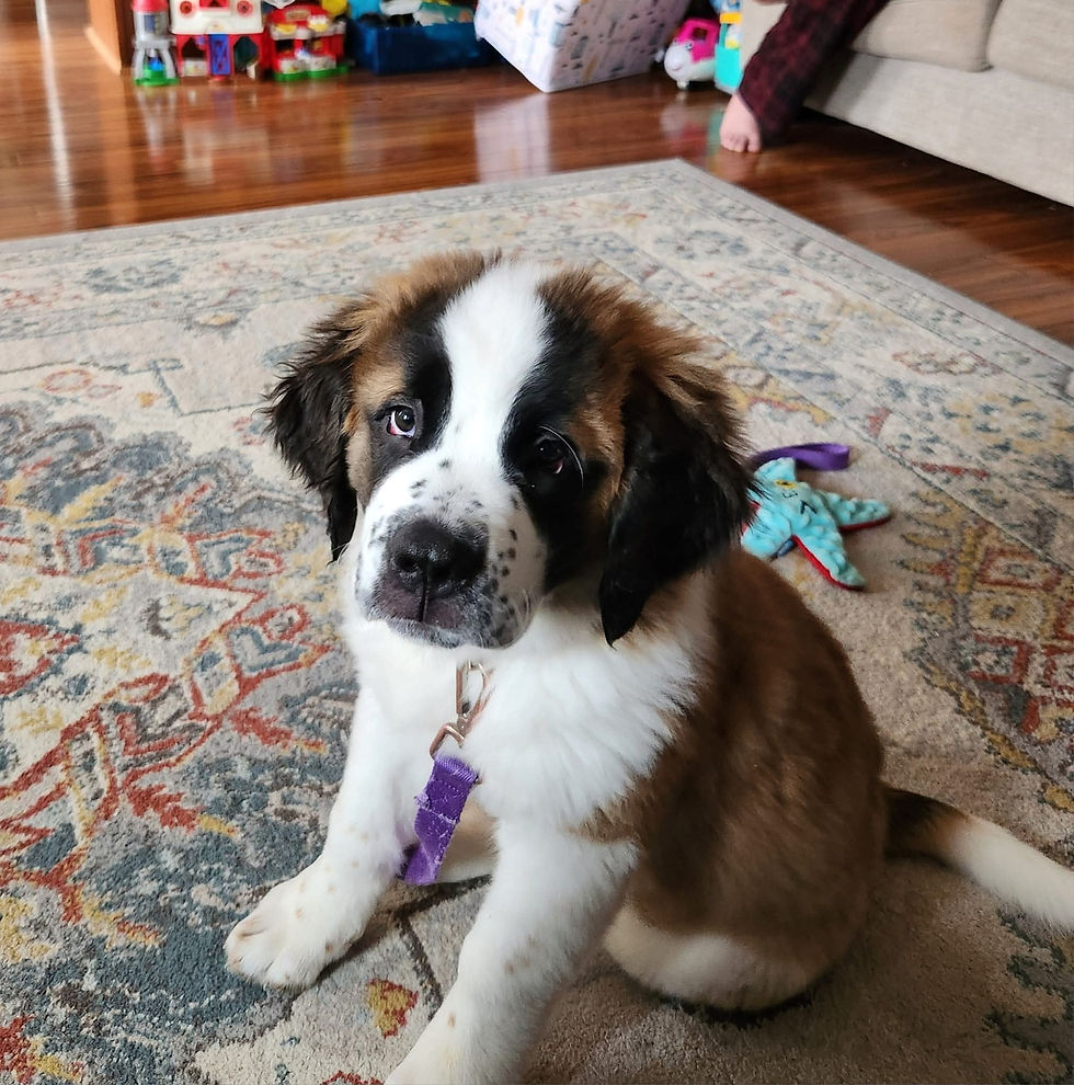 A puppy named Indie during a family integration and puppy foundation session in Dyer, IN, with Your Dog’s 2nd Home.