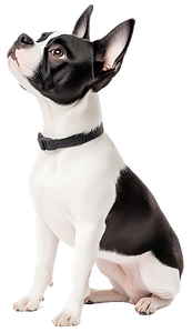 Dog Grooming Corpus Christi