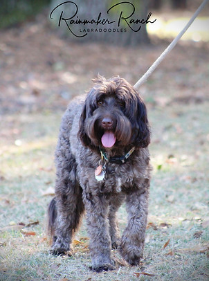 Ruthie Rainmaker Ranch Labradoodle