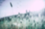 Tall Grass_edited.jpg