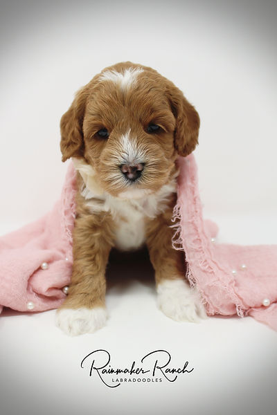 Upcoming puppies