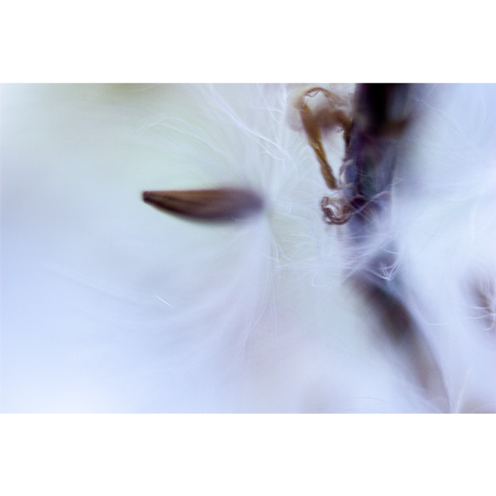 Plant-2x600.png
