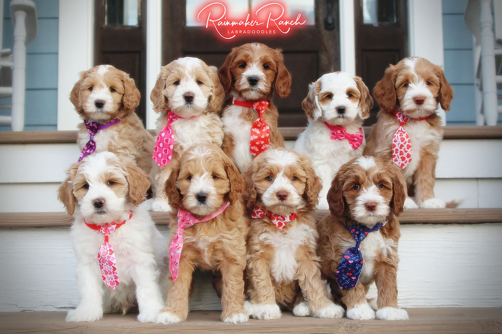 Registered Labradoodle Puppies