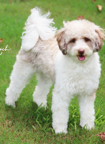 Leya Rainmaker Ranch Labradoodle