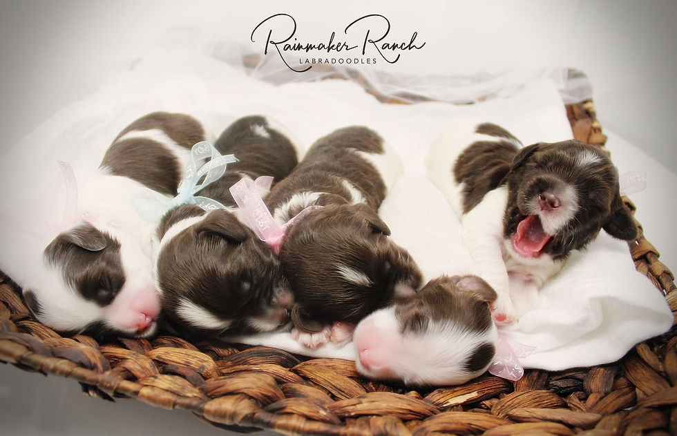 registered australian labradoodle puppies