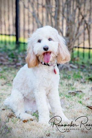 Maybelle Rainmaker Ranch Labradoodle