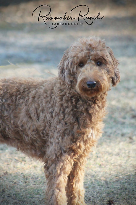 Registered labradoodle FL Florida