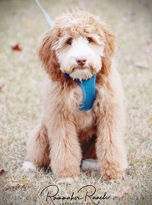 Mako Rainmaker Ranch Labradoodle