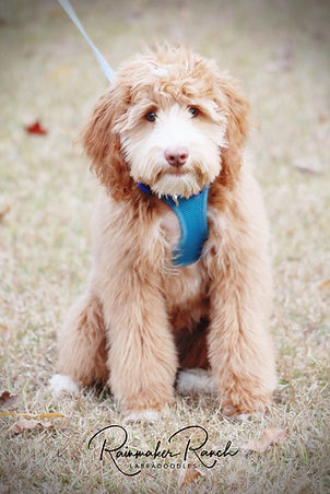 rainmaker ranch labradoodles NC,SC, GA, FL