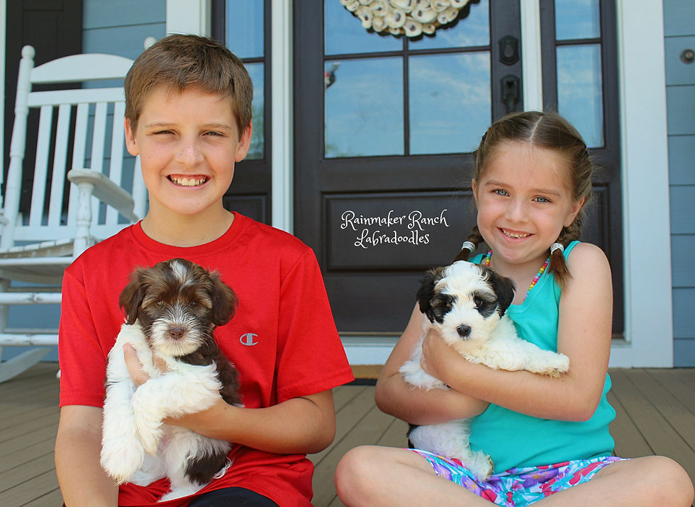 Rainmaker Ranch Labradoodles