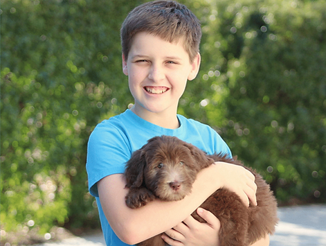 Registered labradoodle puppies
