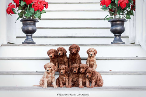 Rainmaker Ranch Labradoodles near me