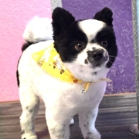 dog grooming near me