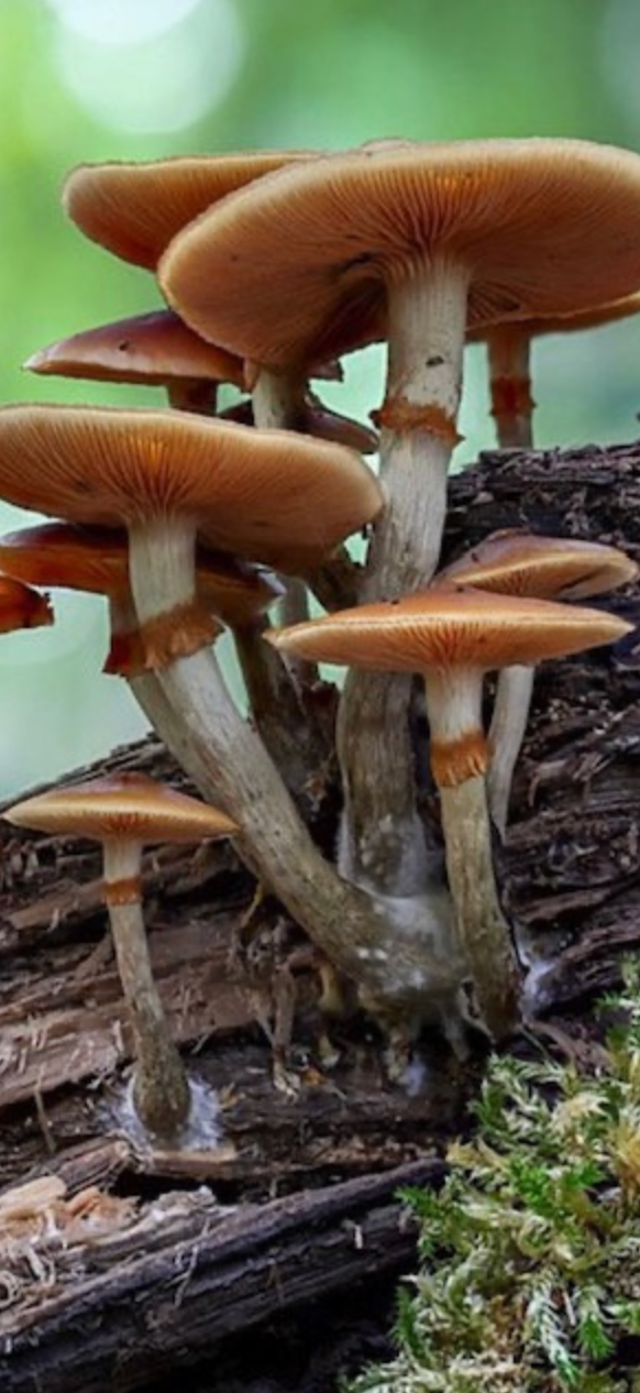 Flammulina velutipes Photo Credit: Andre De Kesel, Wikimedia Common