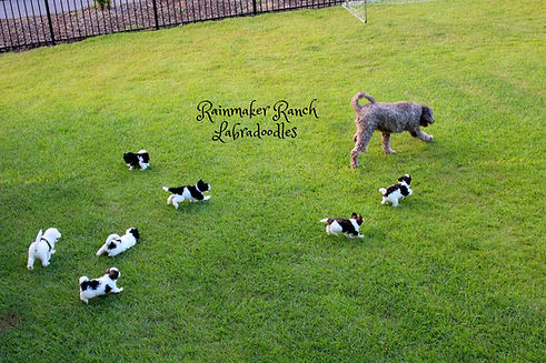 Rainmaker Ranch labradoodle puppies