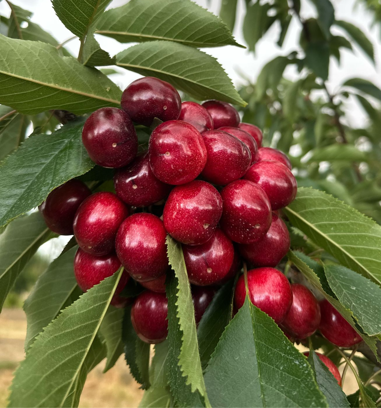 Red Cherry of the Week (Pickup Only)
