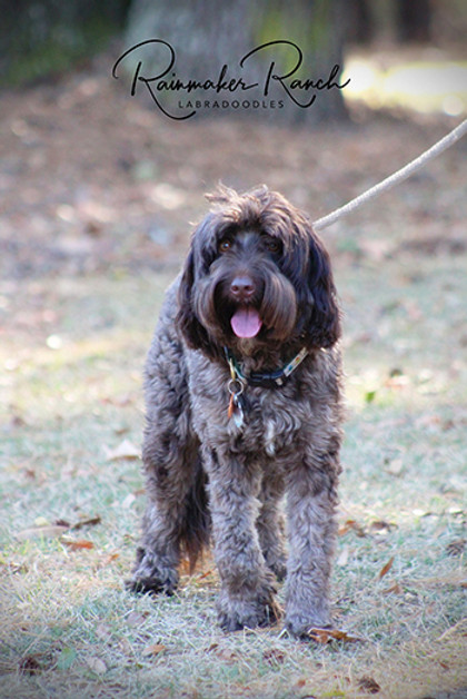 AustralianLabradoodleRuthie.jpg