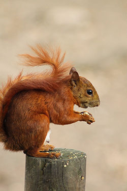 Alvin