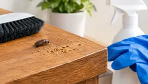 How to Remove Powderpost Beetles Safely at Home