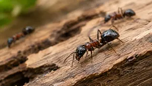 How to Identify Carpenter Ants Before Damage