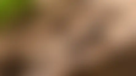 How to Identify Carpenter Ants Before Damage