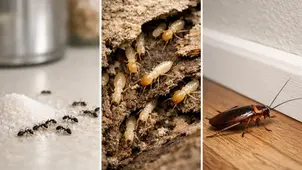 Sugar Ants, Termites, and Roaches in Central AR