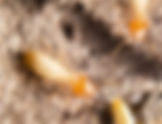 Subterranean Termites