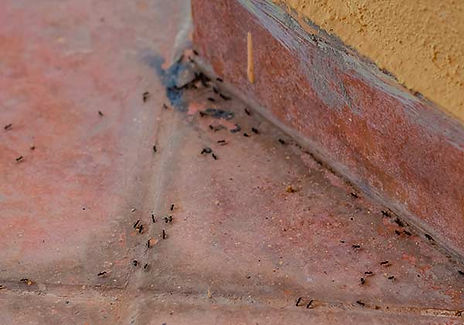 Photo of ants on a brick surface