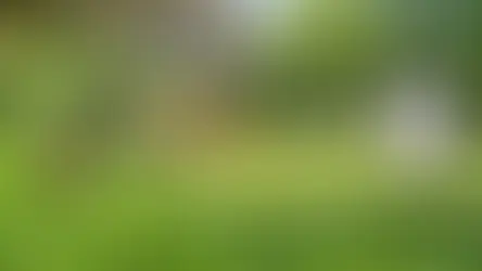 Tick Control for Arkansas Yards That Works