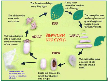 The Life Cycle of Silk Worms