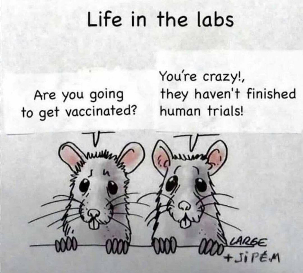 rats