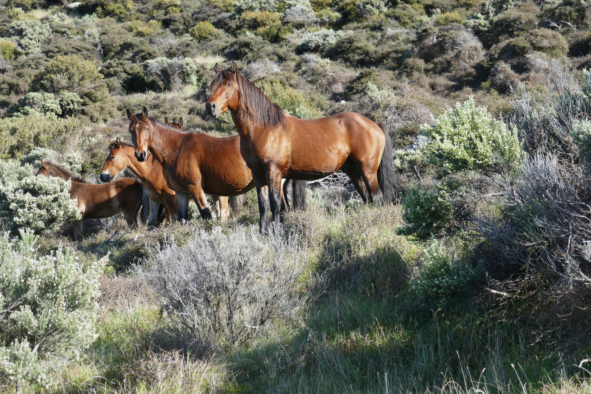 Some curious locals.