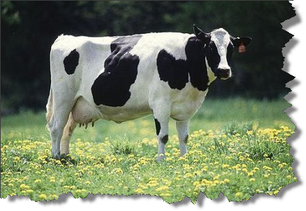 An Organic Cow relaxing in an Organic Field