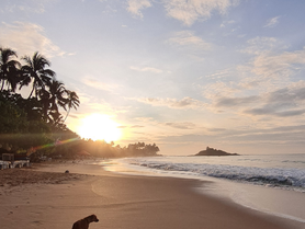 Dog walking along a quiet tropical beach at sunrise in Sri Lanka, leaving footprints in the sand – a peaceful moment of a digital nomad journey.