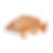 Orange-spotted Grouper