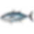 Big Eye Tuna