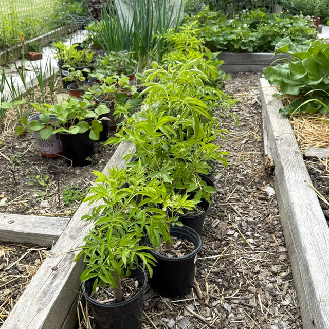 Thumbnail: Black Elderberry (shrub) - 1g pots