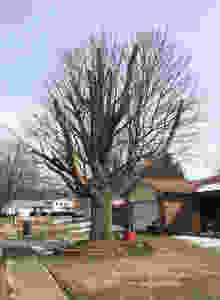 Stump pruning a mature tree leads to rebound overgrown