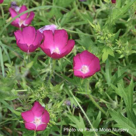 Poppy Mallow  - 1g pot