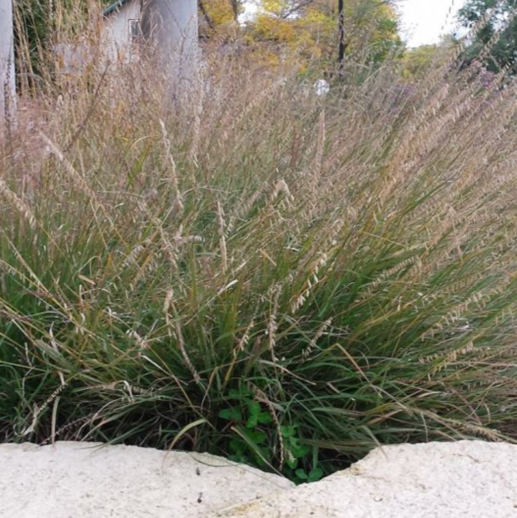Native Prairie Grasses - 1-gallon pots